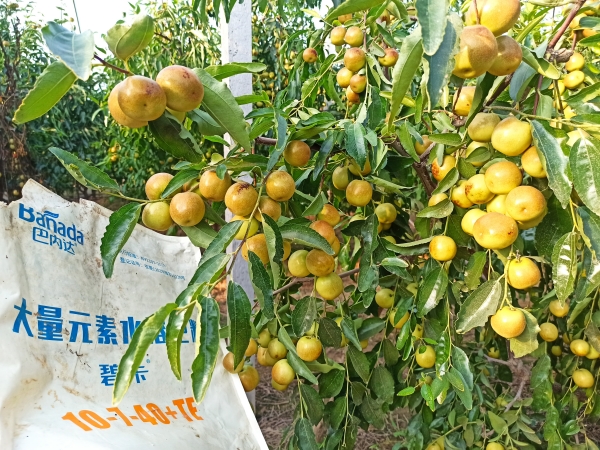 果樹(shù)沖施肥的使用方法有哪些? 果樹(shù)沖施肥的使用方法有哪些?