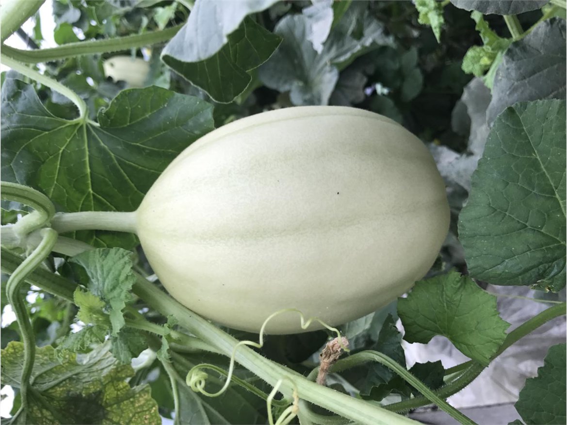 甜瓜高產(chǎn)栽培技術(shù)及肥水管理