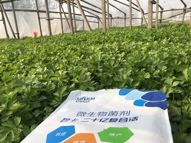 芹菜沖施肥哪種好