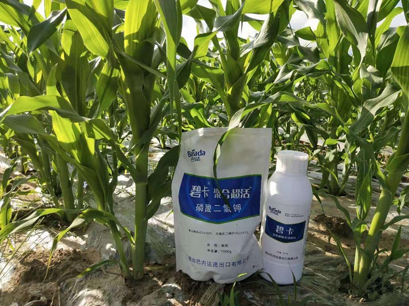 玉米用什么葉面肥更好？