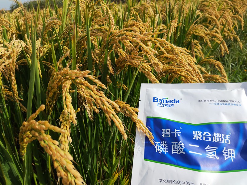 葉面肥對(duì)水稻的影響