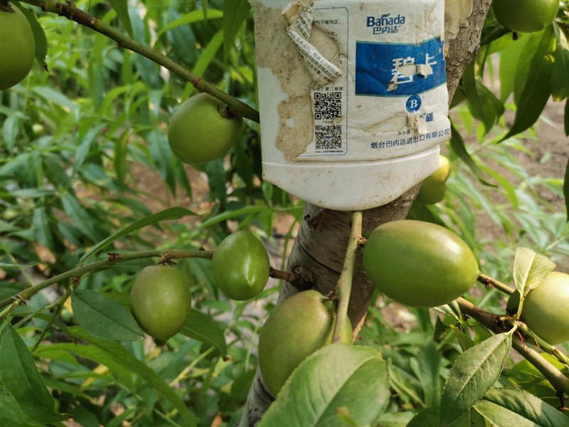 桃樹春季施什么水溶肥好？