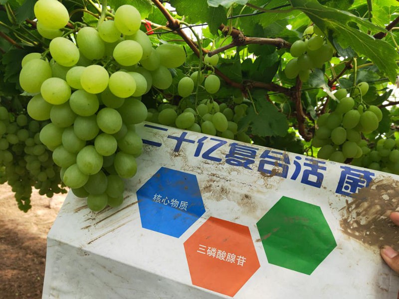 葡萄種植過程中的這些問題，你一定要知道