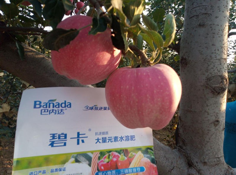 大量元素水溶肥在作物生長周期的作用