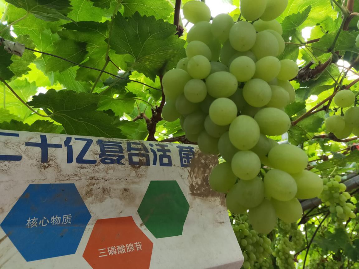 菌劑和菌肥哪個效果好？為什么？