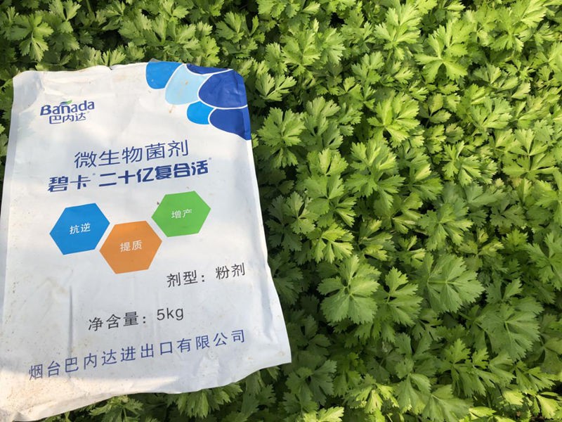 微生物菌劑在芹菜上怎樣用效果更好？