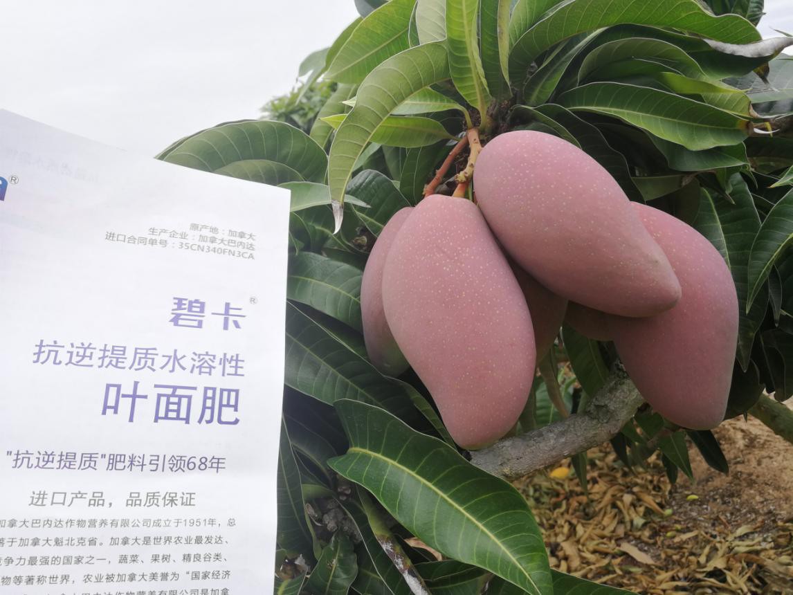 葉面肥有哪些？使用時應(yīng)注意哪些？