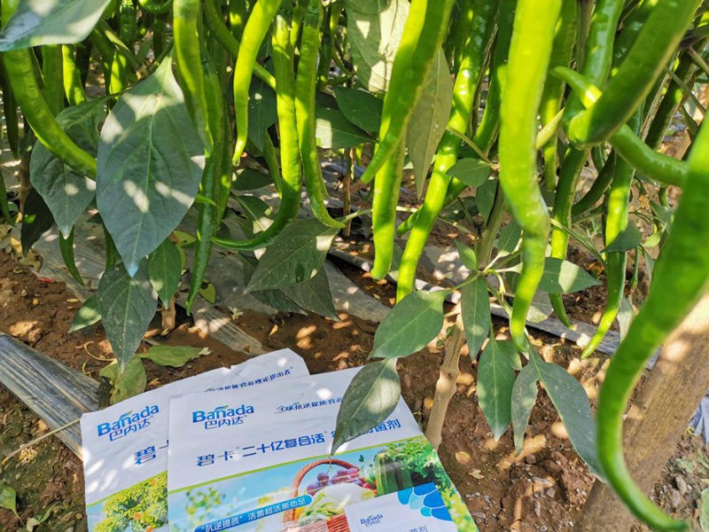 辣椒用什么肥料才能高產(chǎn)？