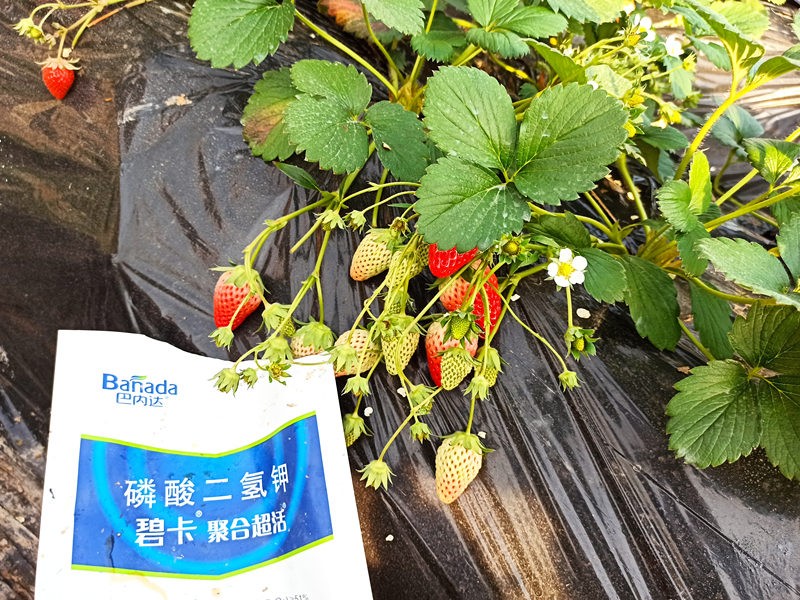 磷酸二氫鉀的使用時(shí)期和選購(gòu)方法