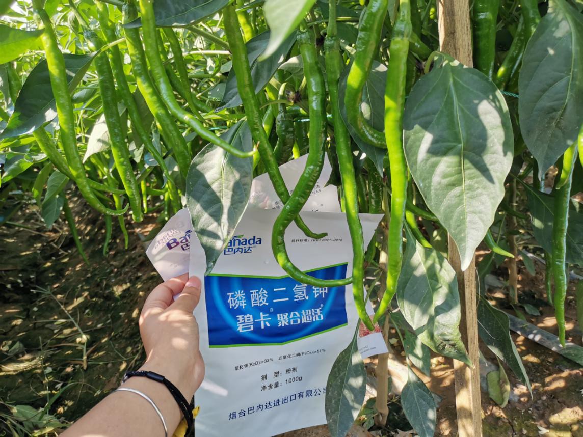 辣椒葉面肥哪個(gè)牌子好 ?該如何使用？