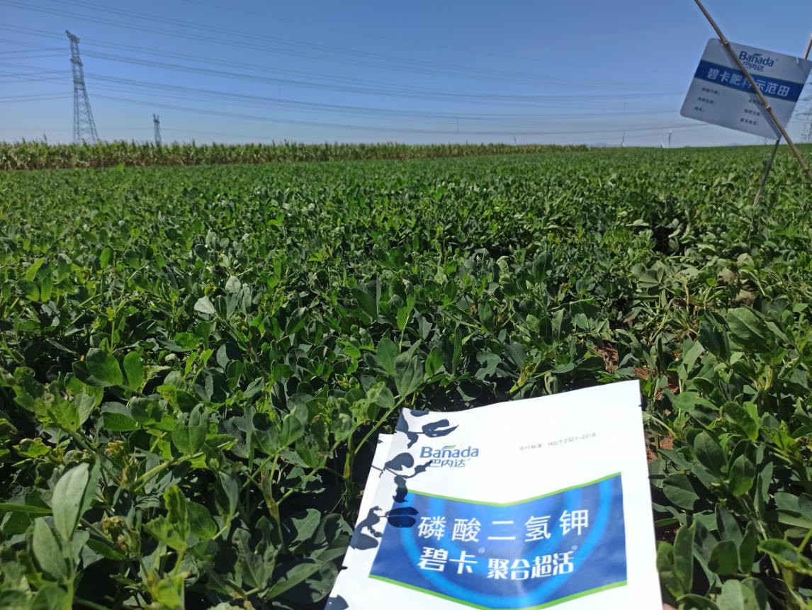 花生高產(chǎn)葉面肥?對花生的根系會產(chǎn)生什么影響？   