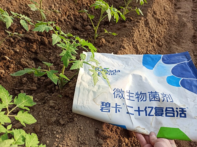 微生物菌劑怎么選擇，為什么對于土壤這么重要！