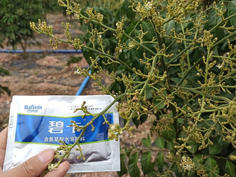 葉面肥什么時候噴較好？