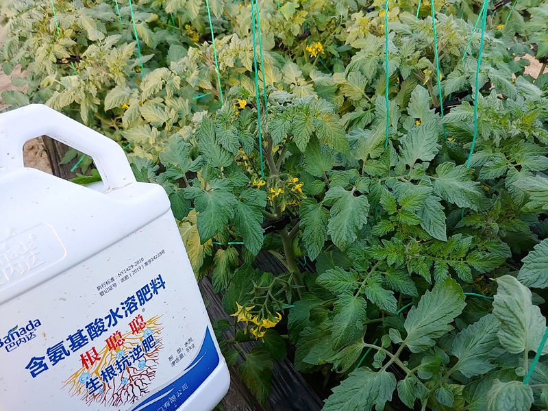 生根劑廠家哪個好？